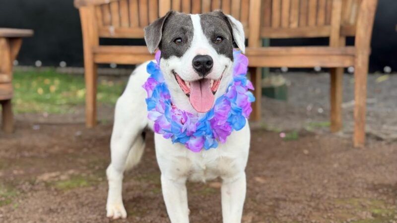 Pet of the Week: Nukunuku